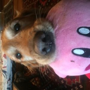 Meet your Posher, Samuel